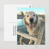 Golden Retriever Dog op een Dock Denking van U Briefkaart (Voorkant / Achterkant)