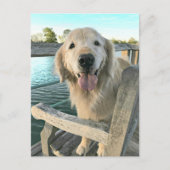 Golden Retriever Dog op een Dock Denking van U Briefkaart (Voorkant)