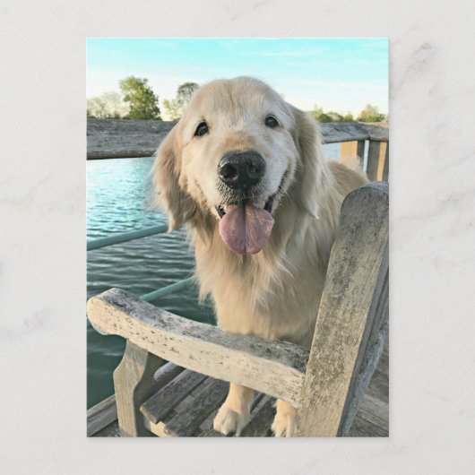 Golden Retriever Dog op een Dock Denking van U Briefkaart (Voorkant)