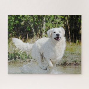 Golden Retriever Dog Pet Animal Joyully Runing Legpuzzel
