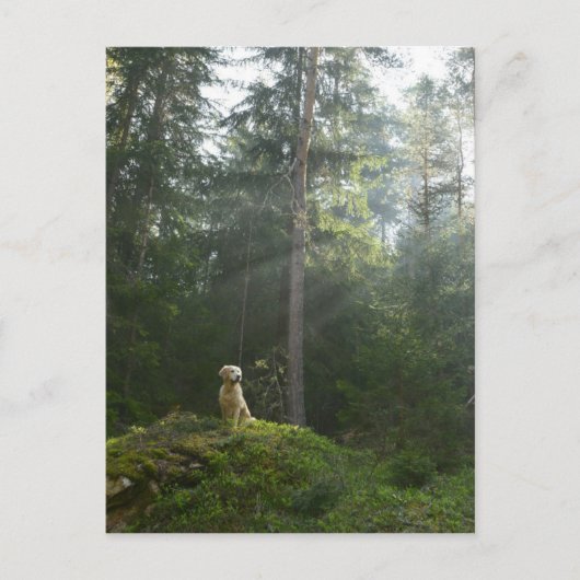 Golden Retriever Dog | Pine Woodland Briefkaart (Voorkant)