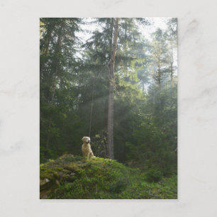 Golden Retriever Dog Pine Woodland Briefkaart