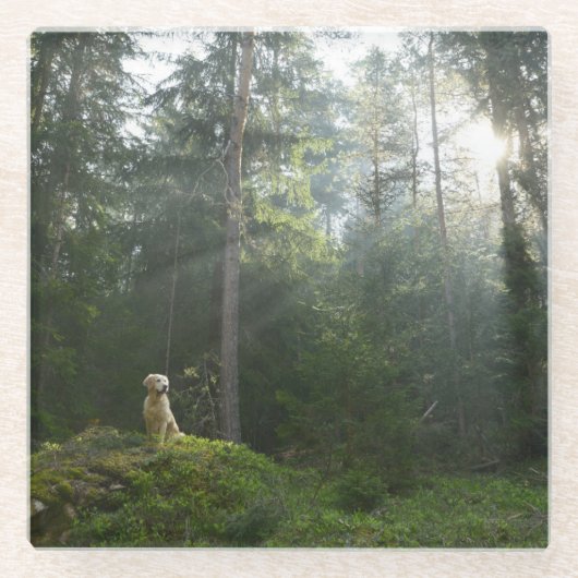 Golden Retriever Dog | Pine Woodland Glazen Onderzetter (Voorkant)