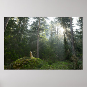 Golden Retriever Dog Pine Woodland Poster