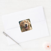 Golden Retriever Dog Portret Vierkante Sticker (Envelop)
