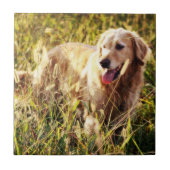 Golden Retriever Dog Tegeltje (Voorkant)