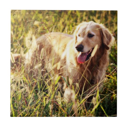 Golden Retriever Dog Tegeltje (Voorkant)