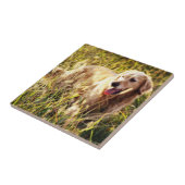 Golden Retriever Dog Tegeltje (Zijkant)