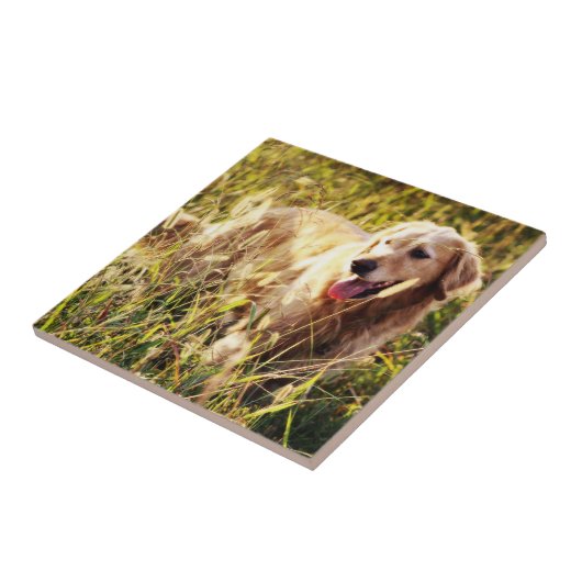 Golden Retriever Dog Tegeltje (Zijkant)