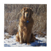 Golden Retriever Dog Tegeltje (Voorkant)