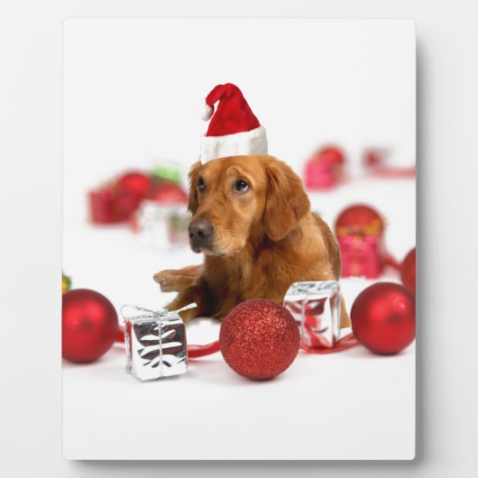 Golden Retriever Dog W Red Santa Hat Kerstmis Fotoplaat (Voorkant)