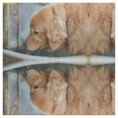 Golden Retriever drink van de fontein Stof (Close Up)