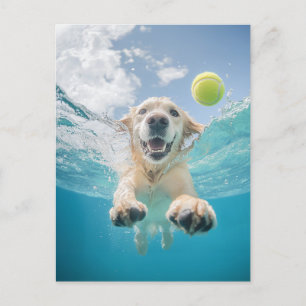 Golden Retriever Duiken Tennisbal onder water Briefkaart