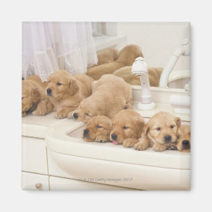 Golden Retriever; een relatief modern en 2 Magneet