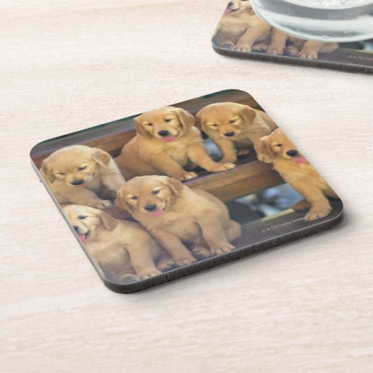 Golden Retriever; een relatief modern en Onderzetter (Linkerzijde)