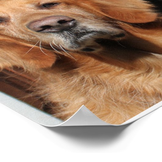 Golden Retriever en German Shepherd Poster (Hoek)