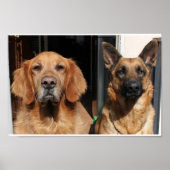 Golden Retriever en German Shepherd Poster (Voorkant)