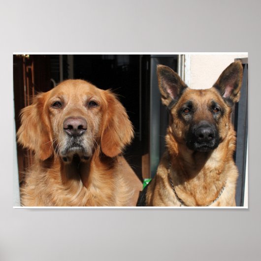 Golden Retriever en German Shepherd Poster (Voorkant)