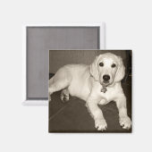 Golden Retriever (Engelse Cream) Puppy - 14 weken Magneet (Voorkant / Achterkant)