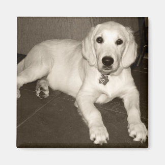 Golden Retriever (Engelse Cream) Puppy - 14 weken Magneet