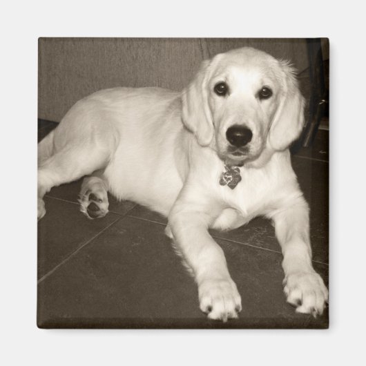 Golden Retriever (Engelse Cream) Puppy - 14 weken Magneet (Voorkant)