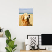 Golden Retriever etend bot Poster (Thuiskantoor)