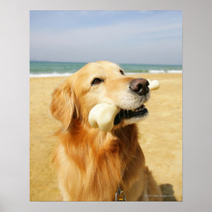 Golden Retriever etend bot Poster