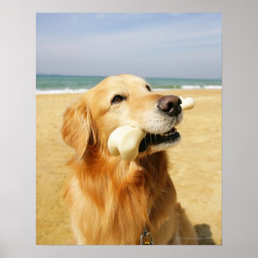 Golden Retriever etend bot Poster (Voorkant)