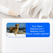 Golden Retriever Etiket (Insitu)