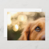 Golden Retriever Eye Closeup Briefkaart (Voorkant / Achterkant)
