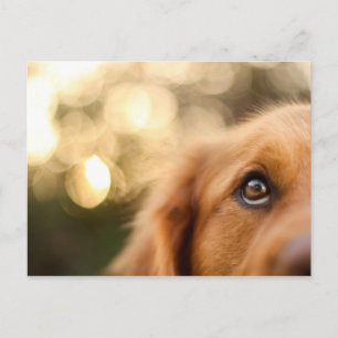 Golden Retriever Eye Closeup Briefkaart
