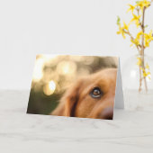 Golden Retriever Eye Closeup Kaart (Gele Bloem)
