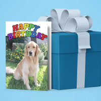 Golden Retriever Foto: Beauful Rainbow Birthday