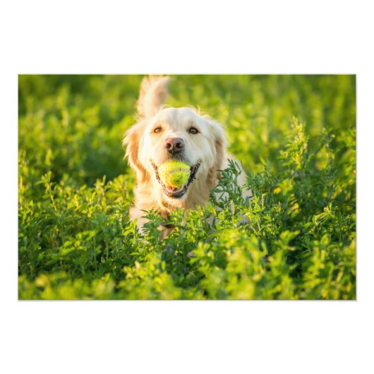 Golden Retriever - Foto van hoge kwaliteit Afdruk (Voorkant)