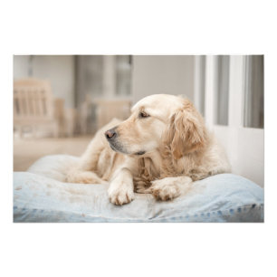 Golden Retriever - Foto van hoge kwaliteit Afdruk