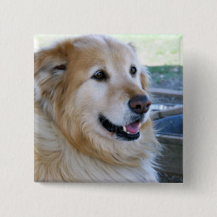 Golden Retriever Foto Vierkante Button 5,1 Cm