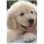 Golden Retriever. Fotobeeldje Magneet<br><div class="desc">dit is een heel mooie hond</div>