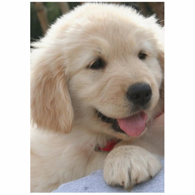 Golden Retriever. Fotobeeldje Magneet (Voorkant)