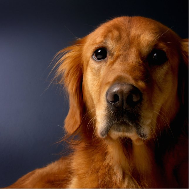 Golden Retriever Fotobeeldje Sleutelhanger (Voorkant)