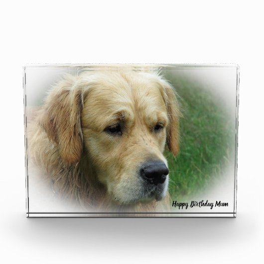 Golden Retriever. Fotoblokken (Voorkant)