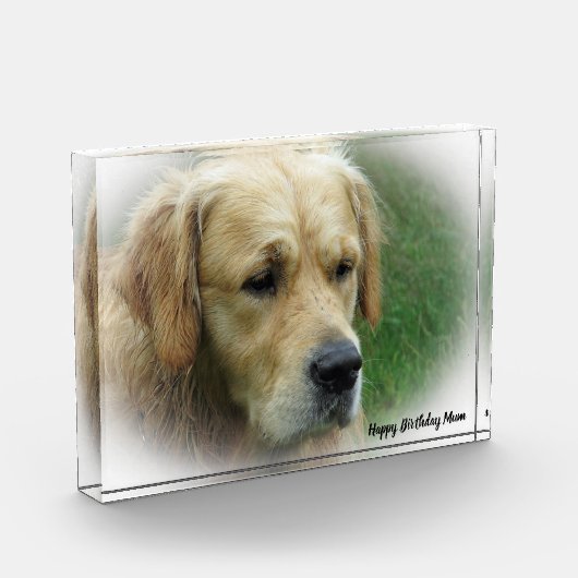 Golden Retriever. Fotoblokken (Links)