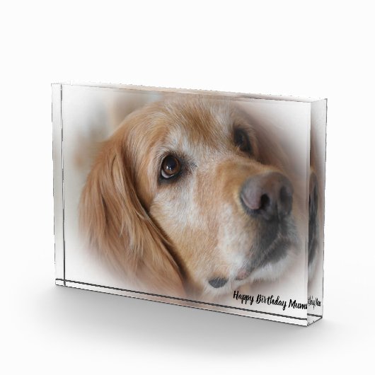 Golden Retriever. Fotoblokken (Rechts)