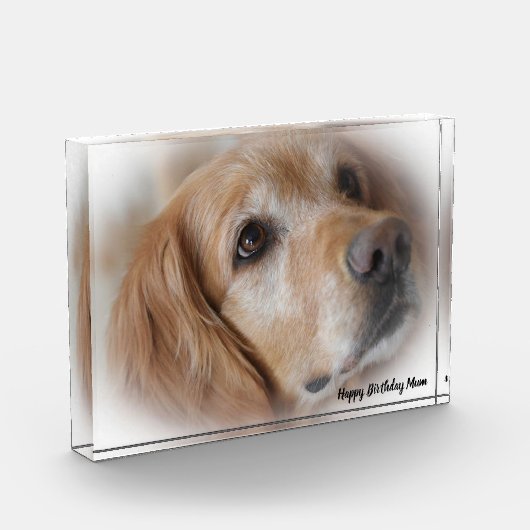 Golden Retriever. Fotoblokken (Links)