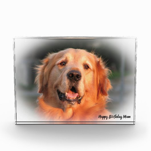 Golden Retriever. Fotoblokken (Voorkant)