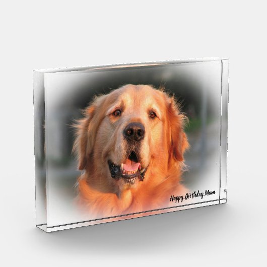 Golden Retriever. Fotoblokken (Links)