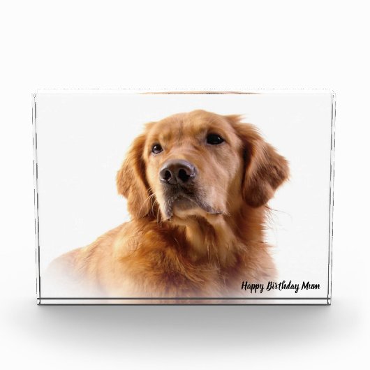 Golden Retriever. Fotoblokken (Voorkant)
