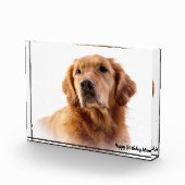 Golden Retriever. Fotoblokken (Rechts)