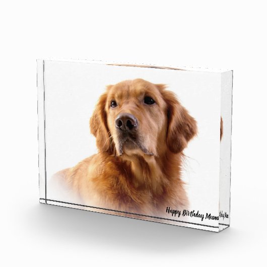 Golden Retriever. Fotoblokken (Rechts)