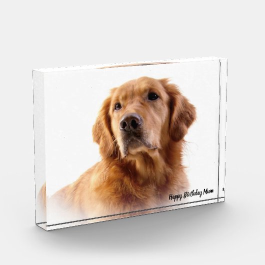 Golden Retriever. Fotoblokken (Links)