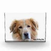 Golden Retriever. Fotoblokken (Voorkant)